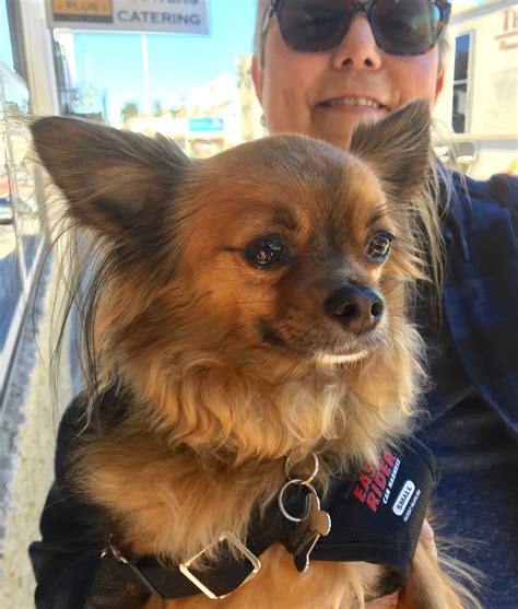 Breed them together, and the result is the papillon chihuahua mix, also known as the chion. Long Haired Chihuahua Papillon Mix Goldenacresdogs Com ...