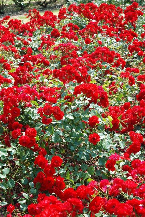 Red Rose Garden Stock Image Image Of Cluster Garden 14943299