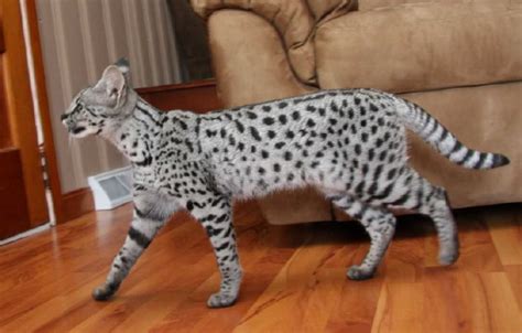 The Savannah Cat Domestic Cat Breeds Large Domestic Cat Breeds