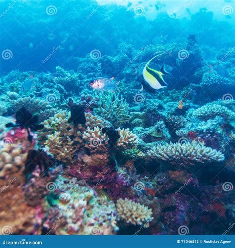 Yellow Fish In Tropical Coral Reef Maldives Stock Photo Image Of