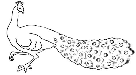 Kumpulan Gambar Gambar Sketsa Batik Burung Merak Tahun Ini Baticouple