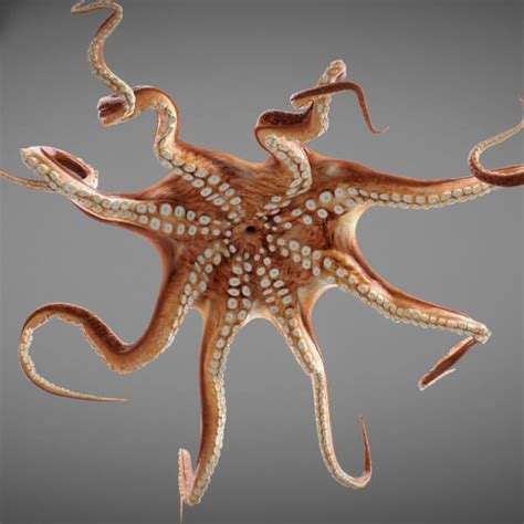 3d animated octopus 3d render renderhub gallery