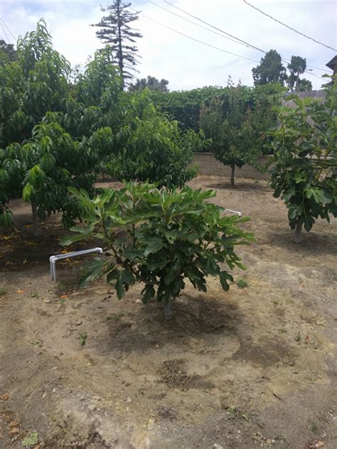 I have only had it for one year, and i have not yet had the pleasure of tasting its fruit. Violette de Bordeaux Fig - Pictures! - Growing Fruit