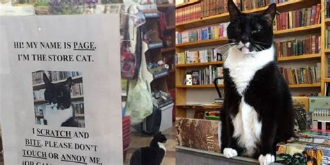 This Local Book Store Has A Cat With Some Serious Cattitude Love Meow