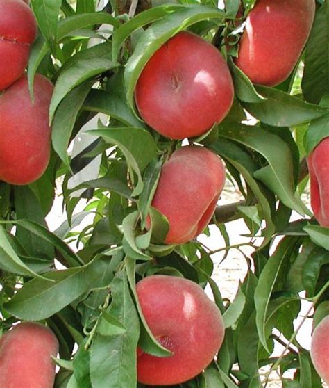 Purchase Freestone Peach Trees Online Store Tomorrows Harvest By