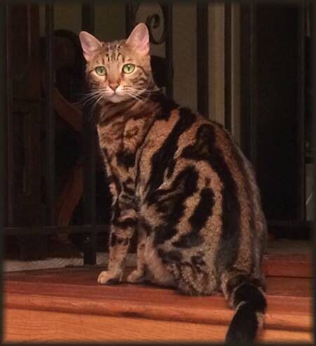 I run a small cattery featuring marble bengal cats with superior dispositions, high intelligence. Marbled Bengal Cat | Bengal cat, Toyger cat, Asian leopard cat