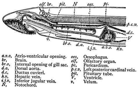 Sea Lamprey Anatomy