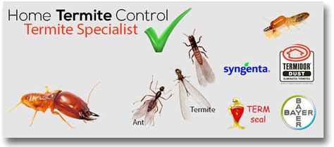 General Pest Control Tips Pest Management And Termite Prevention