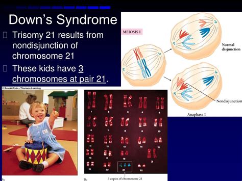 Ppt Chapter 9 Meiosis Powerpoint Presentation Free Download Id9290698