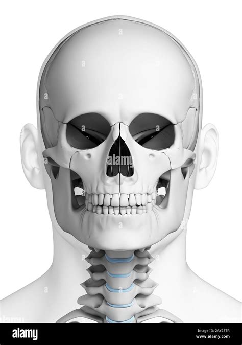 3d Rendered Illustration Human Skull Anatomy Stock Photo Alamy