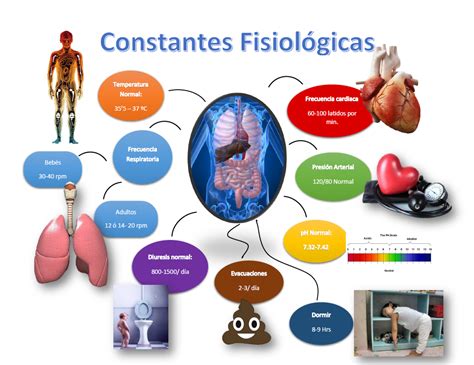 Diversos Comportamentos E Funções Fisiológicas Do Nosso Corpo São Periódicos