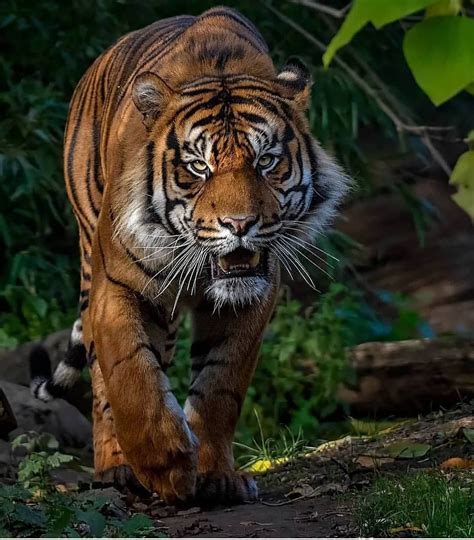 Tigers Are Magnificent On Instagram Beautiful Sumatra Tiger Wandering