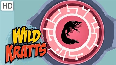 Wild Kratts 🎃 Creatures Come Out At Night 👻 Kids Videos Youtube