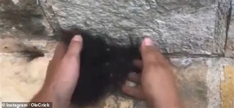 Man Picks Up A Furball And Discovers Its A Swarm Of Hundreds Of Tiny