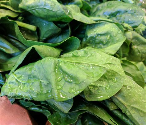 Spinach Free Stock Photo Public Domain Pictures
