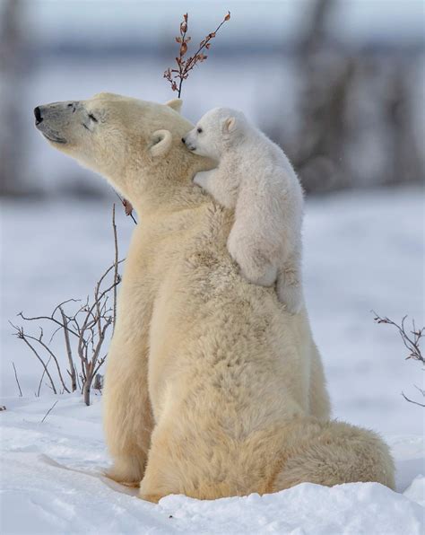 Sweet Polar Bear Cubs Try To Play With Mother But She Looks Like She Wants A Break