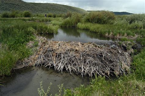 Beavers Dam Good For Songbirds
