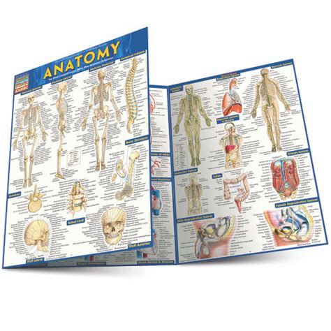 Quickstudy Anatomy Laminated Study Guide 9781423222781