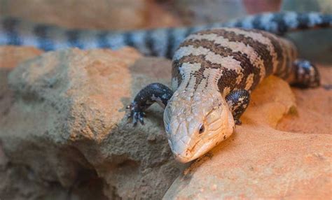 Bonding With Your Blue Tongue Skinks
