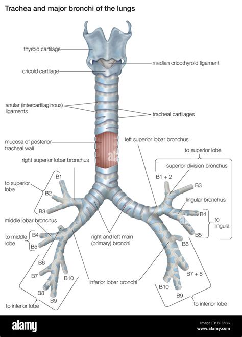 Trachea And Bronchi Diagram