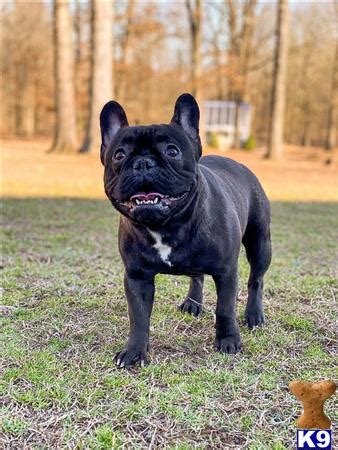 French bulldog information, how long do they live, height and weight, do they shed, personality traits, how much do they cost, common health issues. French Bulldog Stud Dog: Chopper 19 Months old