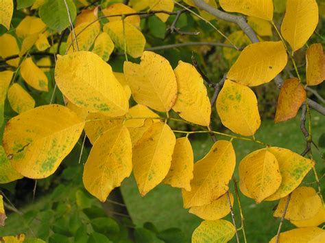 Old Oak Trees With Yellow Fall Foliage Stock Photo