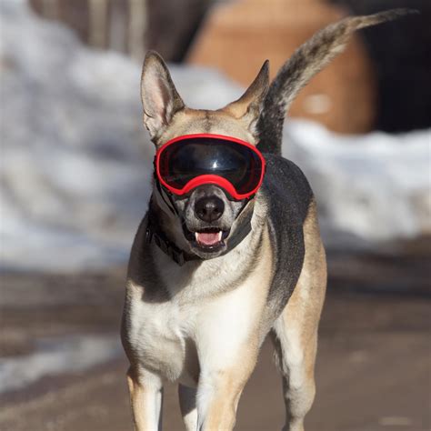 Rex Specs Dog Goggles Red Baxterboo