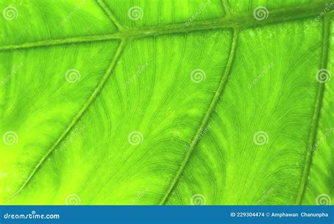 Textura Foliage Verde Colorida Con Patrones Venosos Fondo Natural Foto