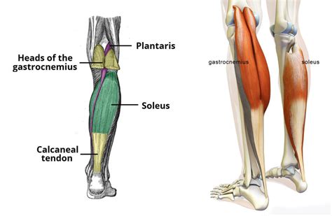 Calf Strain What All Athletes Should Know About Diagnosis