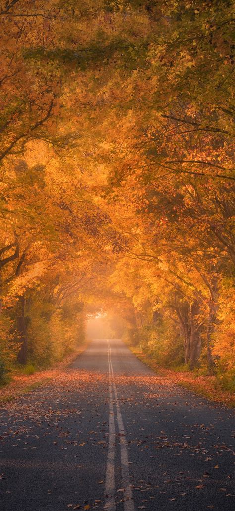 Path Between Colorful Autumn Trees Wallpapers Wallpaper Cave