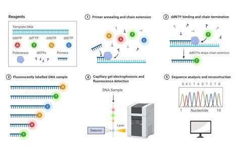 Next Generation Sequencing Schematic