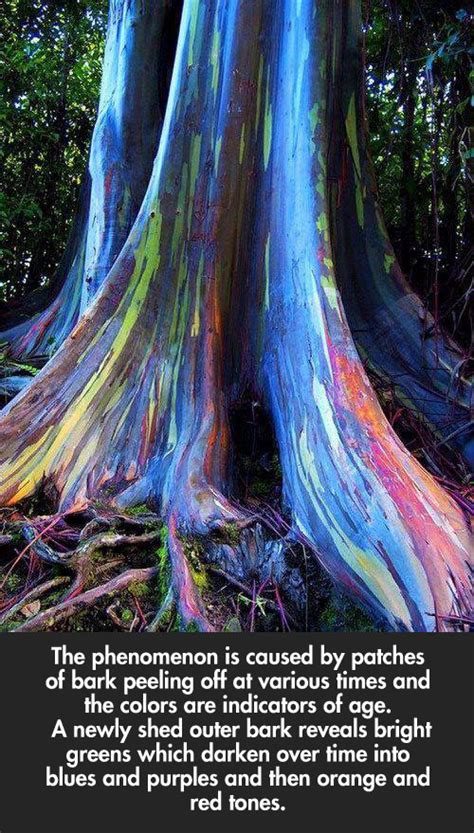 Rainbow Eucalyptus Trees On Maui Hawaii