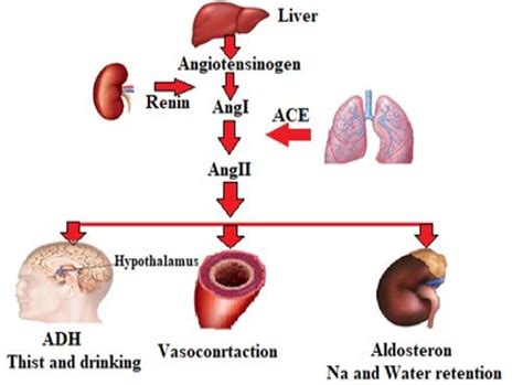 Renin Angiotensin Aldosterone System And Effects Download Scientific