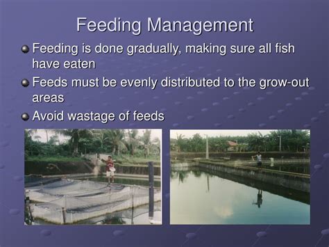 Ppt Feeding Management Powerpoint Presentation Free Download Id