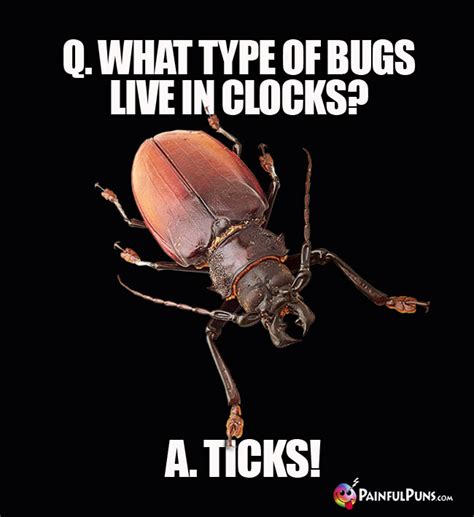 Insect Jokes Firefly Puns Grasshopper Humor 4