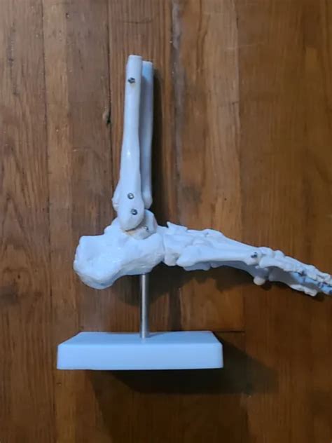 Monmed Life Size Foot And Ankle Model Anatomical Foot Model Skeleton