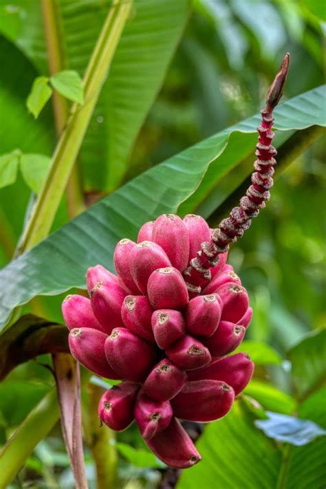 Red Banana Nutrition And Health Benefits Healthier Steps
