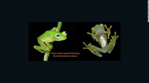 Newly Discovered Frog Species Looks Like Kermit Cnn