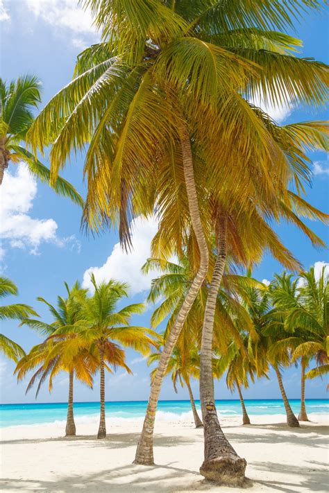 Caribbean Palm Trees Free Stock Photo Public Domain Pictures