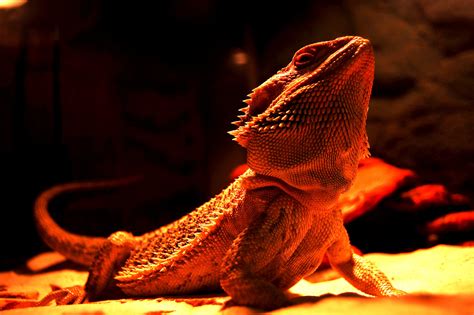 Funny Bearded Dragon Wallpapers Wallpapersafari