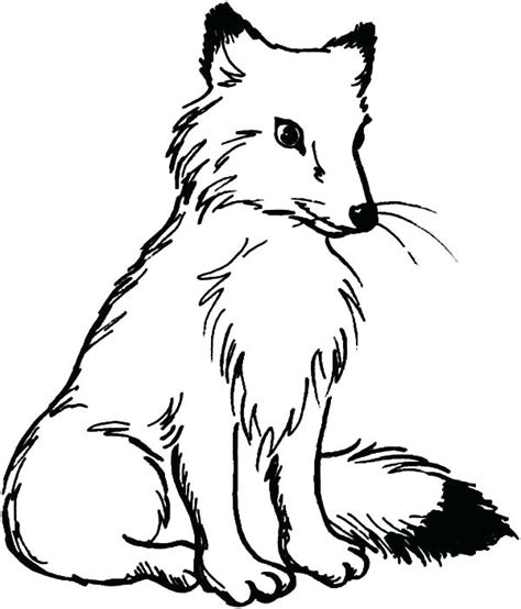 Arctic Fox Coloring Page At Getdrawings Free Download