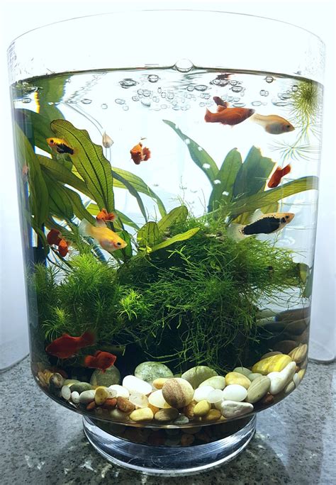 Diy Aquarium Vase Indoor Water Garden Fish Tank Terrarium Fish Plants