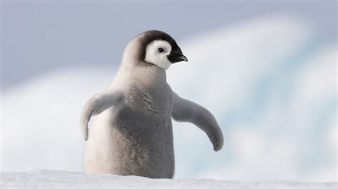 Voir plus d'idées sur le thème pingouin, dessin, pingouin manchot. Premiers pas d'un bébé manchot - ZAPPING SAUVAGE - YouTube