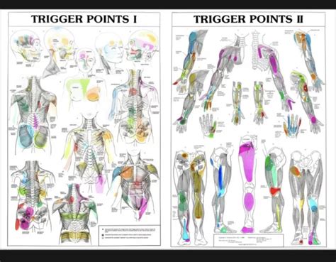 Trigger Points 1and2 Anatomical Diagram Guide Chart Anatomy Print Premium Poster £5359 Picclick Uk