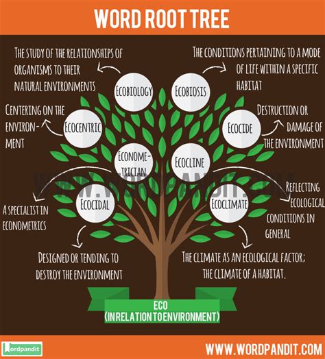 All About Eco Root Word List Of Words Based On Eco Root