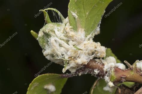 And because of their size, it's extremely difficult to tell them apart and tell which small. White Waxy Fuzzy Mealybugs Pseudococcidae - Stock Photo ...