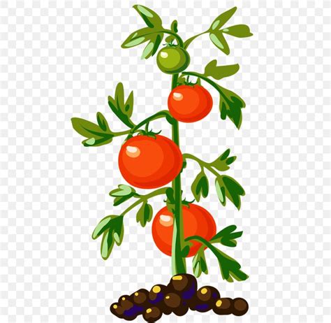 Tomato Plant Vegetable Vine Clip Art Png 471x800px Tomato Artwork