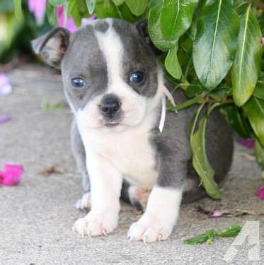 Bred to be a friend and companion. Image result for blue boston terrier puppies for sale ...