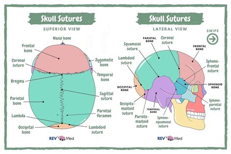Skull Sutures Anatomy Sagittal Suture Coronal Grepmed