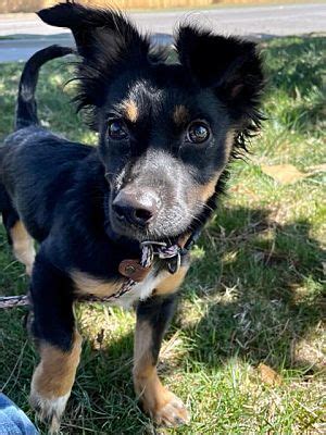 Bellevile NJ Australian Shepherd Chiweenie Meet Cuddles Adoption